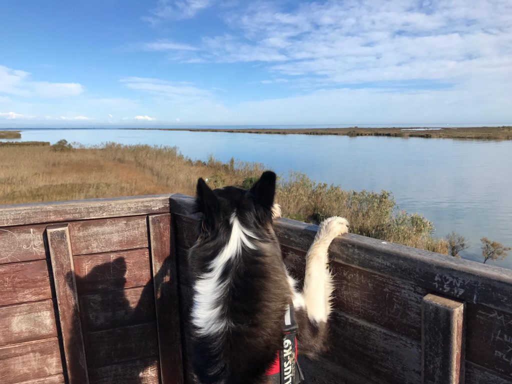 Què fer amb gossos al Delta de L'Ebre