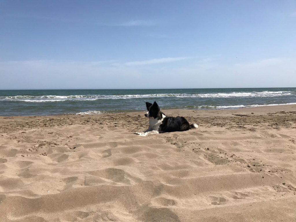 Viajar Con Perros